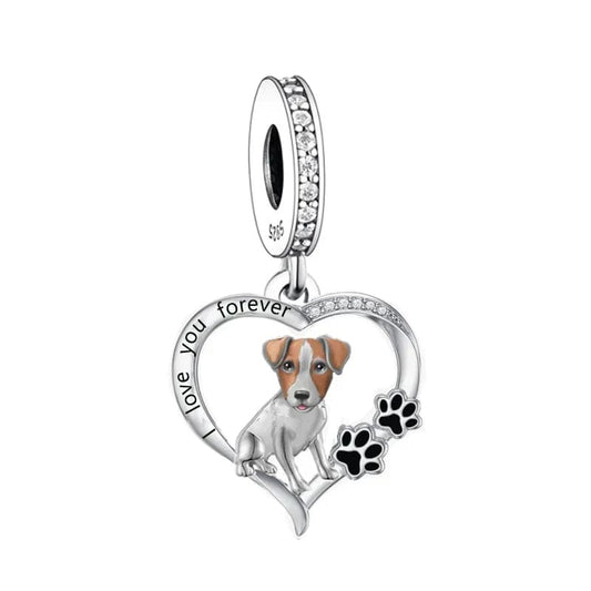 Charm Chien Jack Russell Terrier